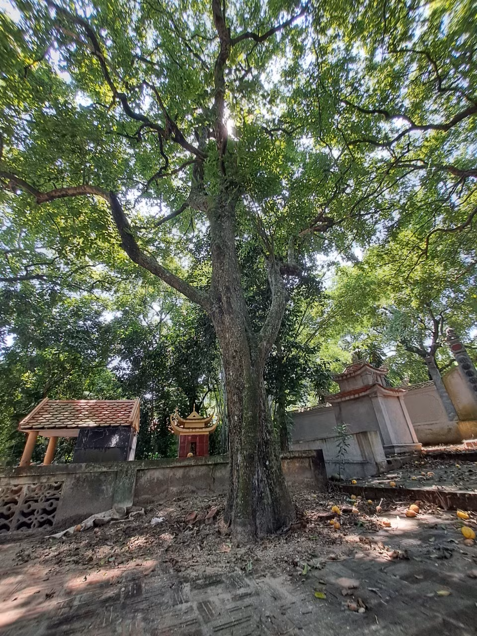 Dep nao long rang thi tram tuoi mua qua chin o Do Son-Hinh-2