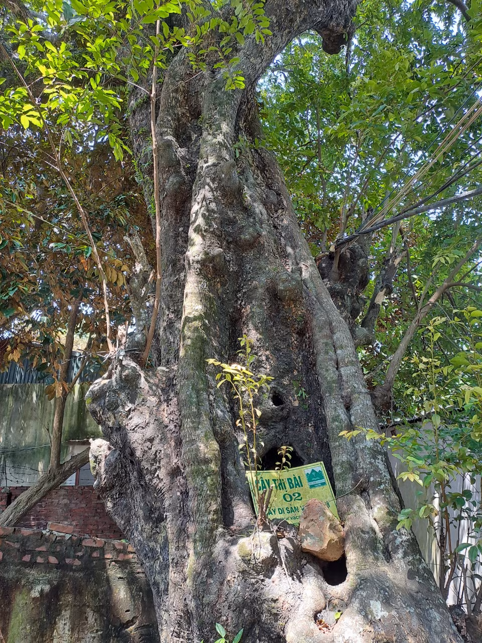 Dep nao long rang thi tram tuoi mua qua chin o Do Son-Hinh-6