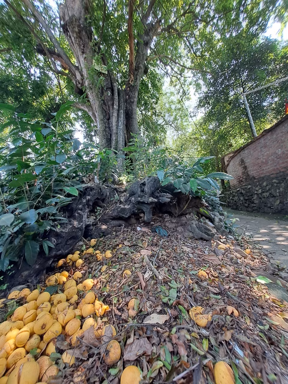 Dep nao long rang thi tram tuoi mua qua chin o Do Son-Hinh-10