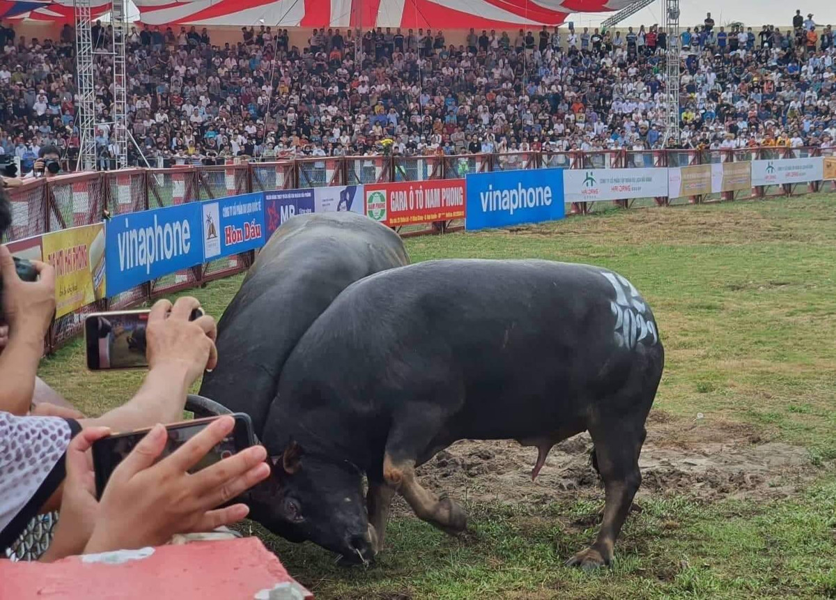 Lễ hội chọi trâu truyền thống Đồ Sơn được khôi phục từ năm 1990, được tổ chức thường niên vào dịp mùng 9/8 Âm lịch. Lễ hội được Bộ Văn hóa, Thể thao và Du lịch đưa vào Danh mục di sản văn hóa phi vật thể quốc gia.