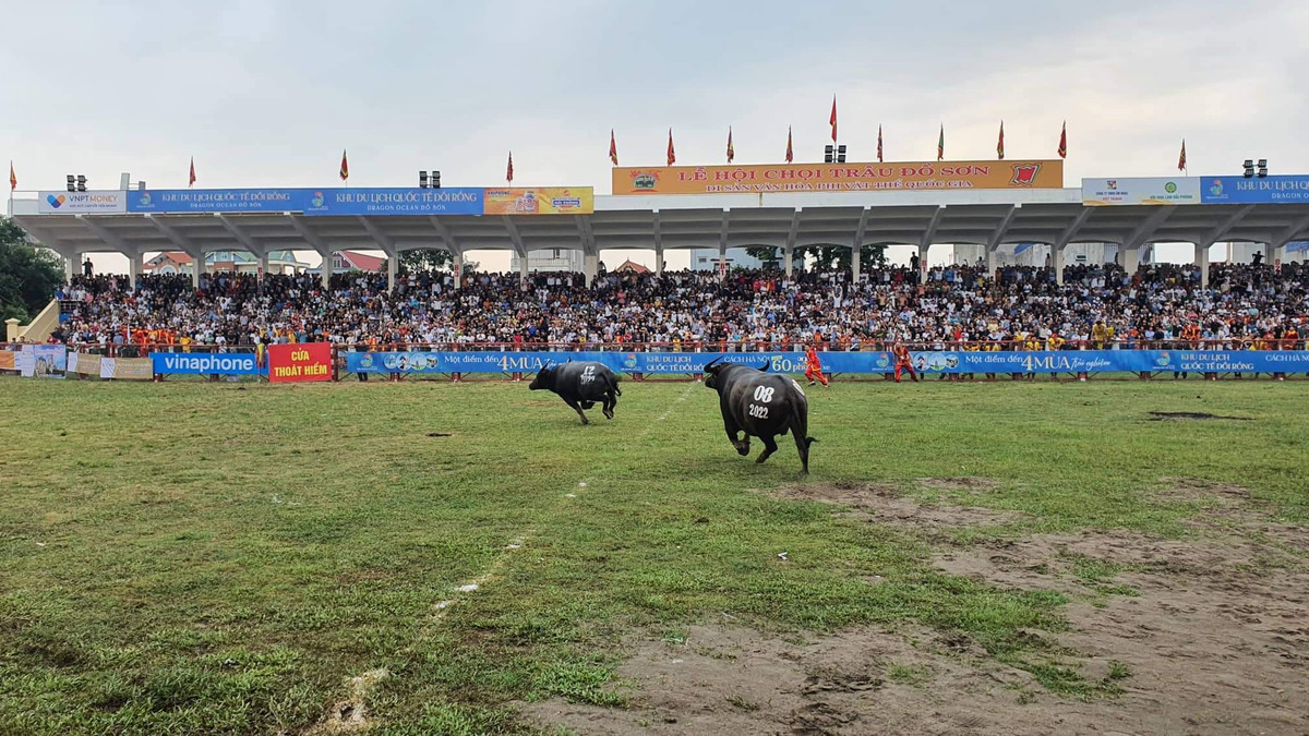 Cuộc rượt đuổi đầy kịch tính giữa các “ông trâu”.