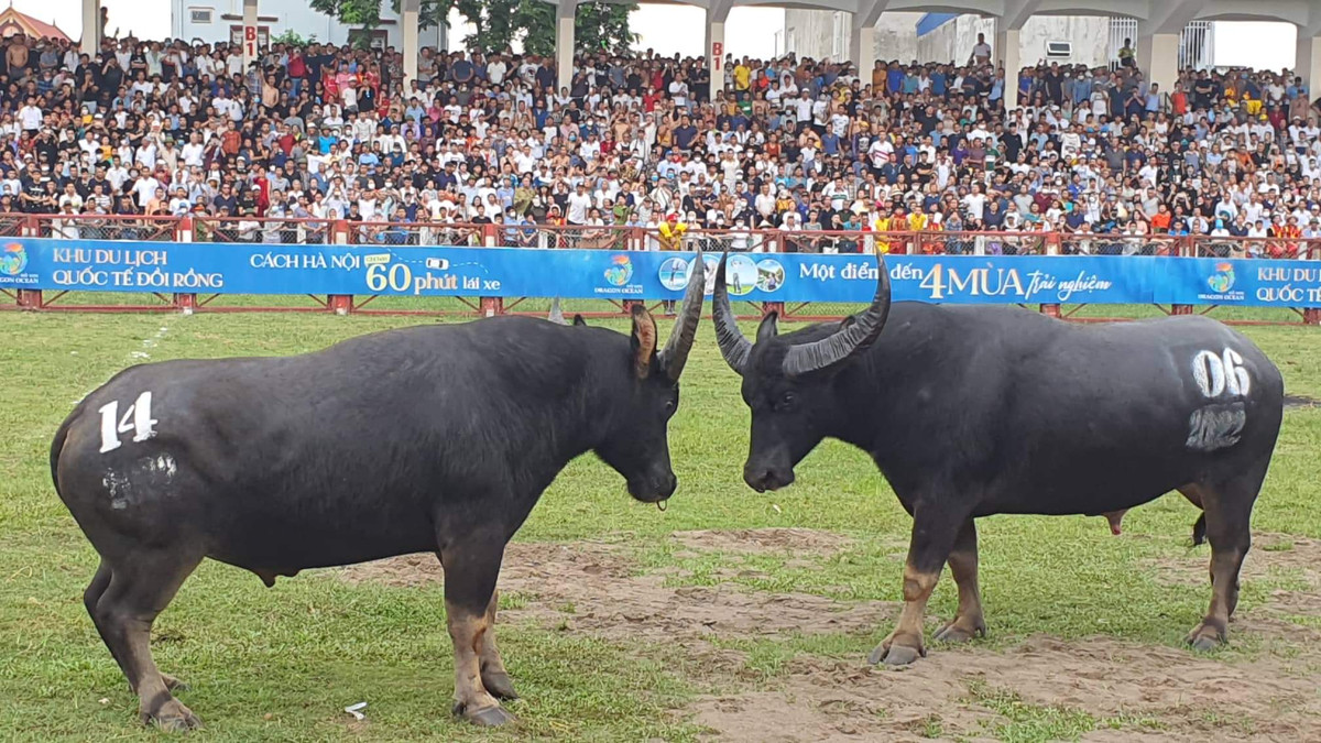 16 "ông trâu" sẽ đấu 15 trận để chọn ra trâu vô địch.