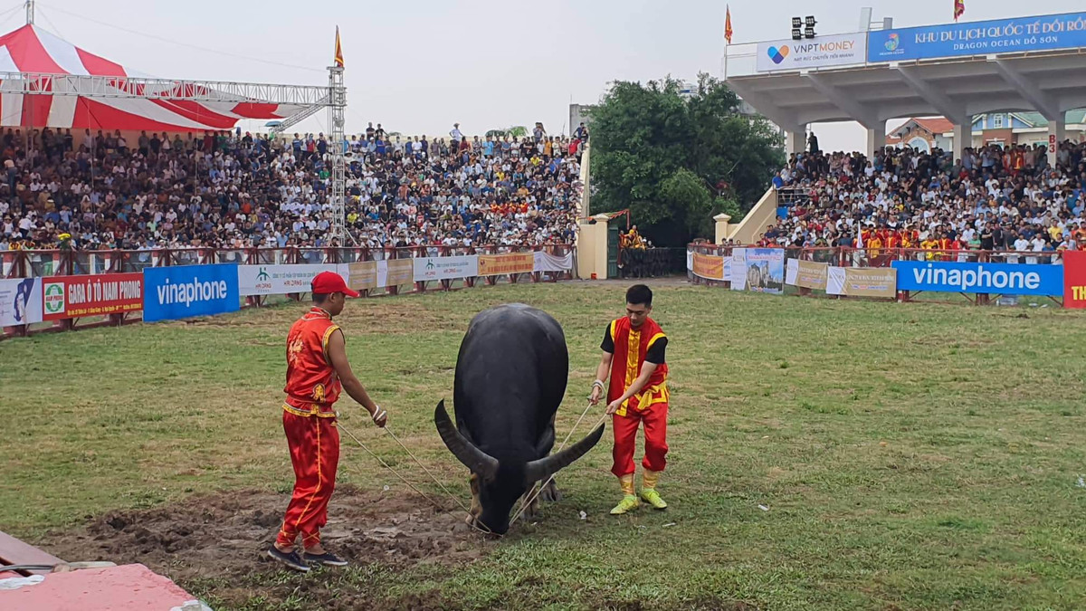 Lễ hội chọi trâu truyền thống Đồ Sơn 2022 chính thức trở lại với sự tham gia của 16 "ông trâu" đến từ 6 phường.