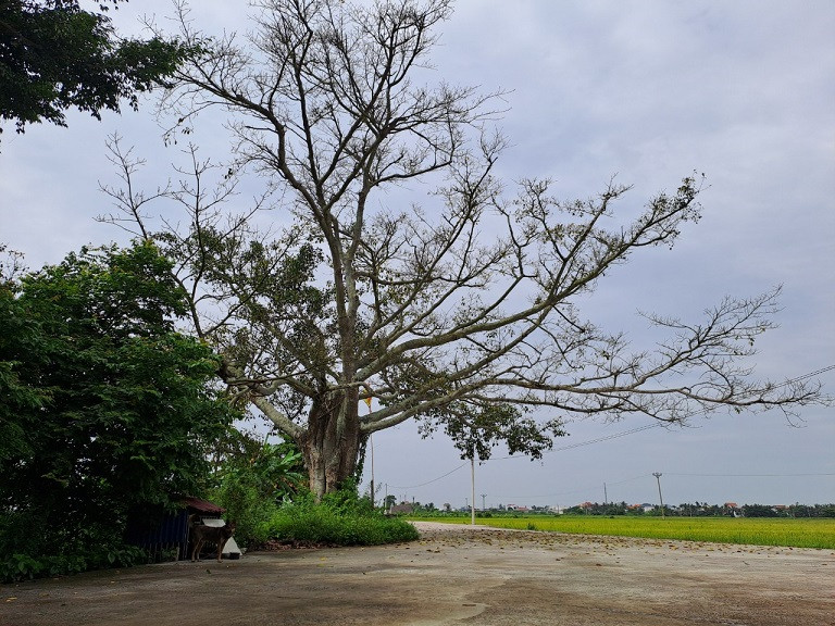 Di tim loi giai ngoi mieu o Hai Phong cu xay len la bi set danh-Hinh-5