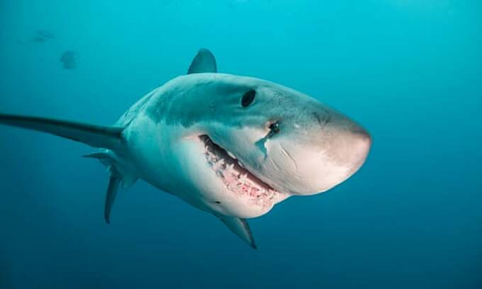 Hải Phòng: Một người dân bị cá mập cắn nguy kịch Hai Phong: Mot nguoi dan bi ca map can nguy kich