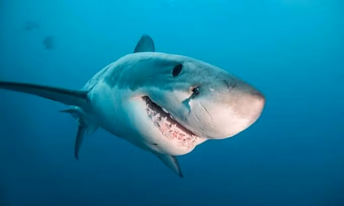 Hải Phòng: Một người dân bị cá mập cắn nguy kịch Hai Phong: Mot nguoi dan bi ca map can nguy kich