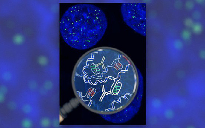 5. Sự sống kỳ dị: DNA biến hình: Sự sống trên trái đất vẫn là một điều mà khoa học chưa thể hiểu rõ hoàn toàn. Nghiên cứu công bố trên tạp chí khoa học Nature Chemistry phát hiện ra một cấu trúc DNA kỳ dị "i-motif", trông như một nút bốn sợi và có thể biến hình, chứ không phải dạng xoắn kép thông thường. DNA biến hình này hiện diện cả trong… con người chúng ta.