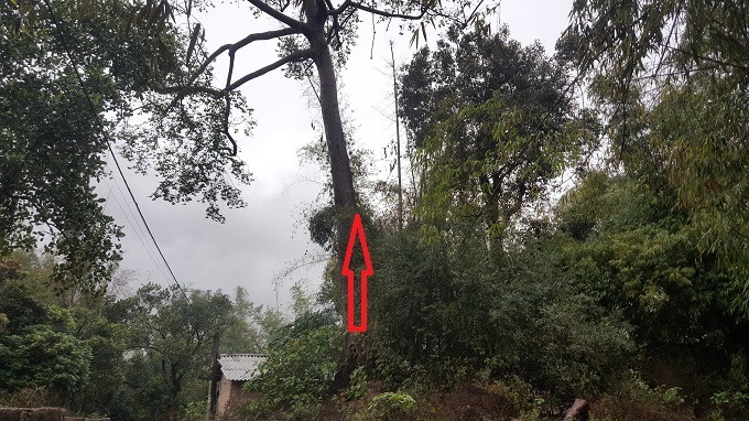 Cây sui được Tổng đốc Vi Văn Định trồng, nằm ngay lối dẫn xuống giếng nước cổ có tên Bó Lài.