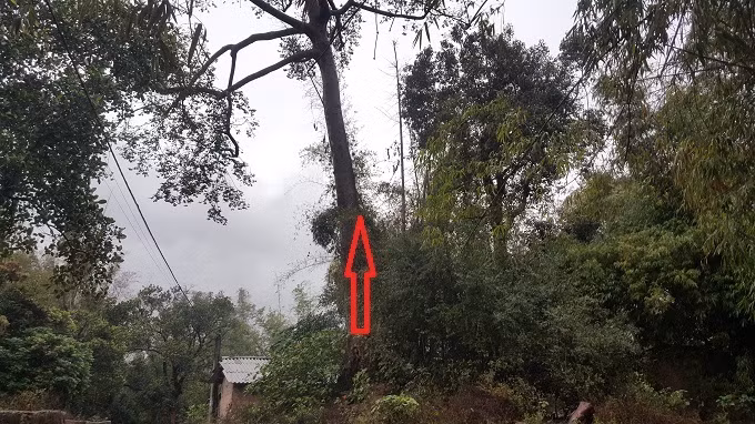 Cây sui được Tổng đốc Vi Văn Định trồng, nằm ngay lối dẫn xuống giếng nước cổ có tên Bó Lài.