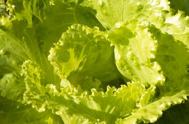 Rau diếp: Rau diếp giàu chlorophyll, là một vũ khí khác giúp chống lại ung thư. Đây là một nguồn dồi dào các chất lưu huỳnh, clo, silic và B complex có vai trò trong việc mọc tóc và duy trì làn da khỏe mạnh.