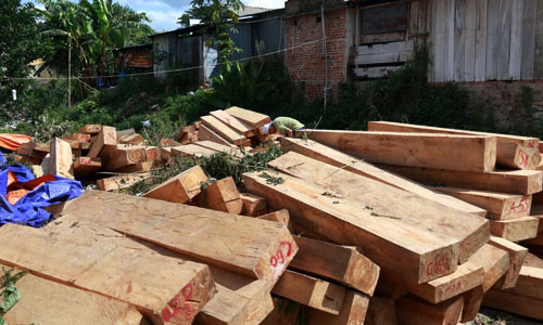 Gỗ pơ mu lậu bị các cơ quan chức năng phát hiện.