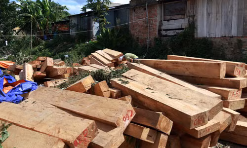 Gỗ pơ mu lậu bị các cơ quan chức năng phát hiện.