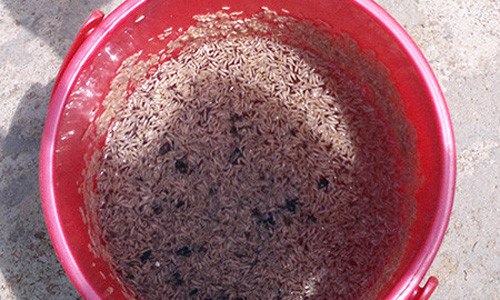 Kinh hoang nuoc thai luc nhuc doi cua doanh nghiep che bien thuy san-Hinh-2