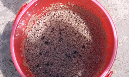 Kinh hoang nuoc thai luc nhuc doi cua doanh nghiep che bien thuy san-Hinh-2