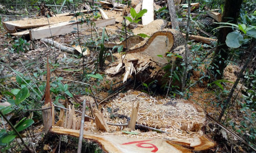 Tàn phá rừng pơ mu ở khu vực biên giới huyện Nam Giang.