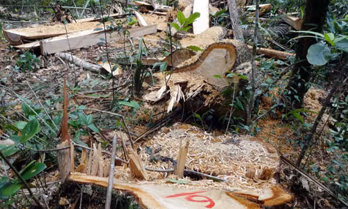 Tàn phá rừng pơ mu ở khu vực biên giới huyện Nam Giang.