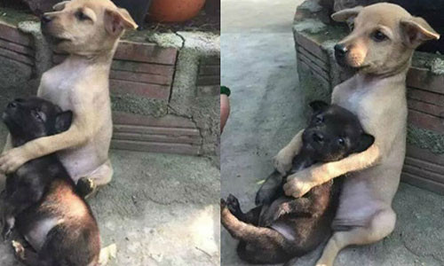 Bao mang chuyen hai chu cho om nhau moi luc moi noi-Hinh-6