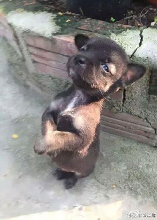 Bao mang chuyen hai chu cho om nhau moi luc moi noi-Hinh-4