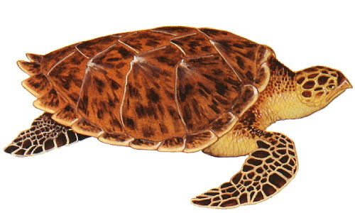 Vi sao doi moi la linh thu cat tuong thong tri bien ca?