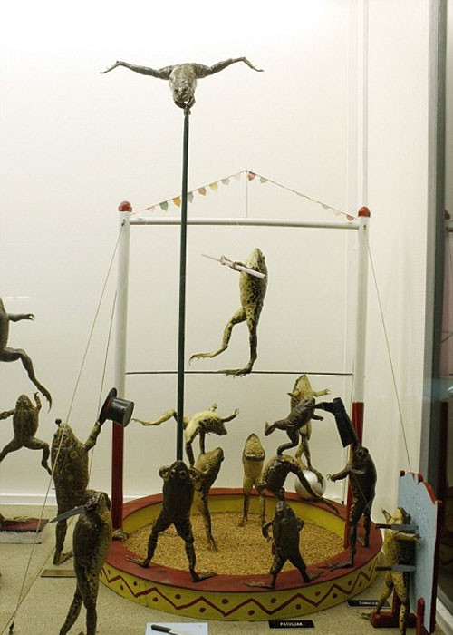 Ghe bao tang ki di xem ech “tan gai”, say xin toi ngay-Hinh-8