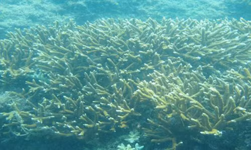 Ở đảo Cồn Cỏ (Quảng Trị), nơi cách bờ gần 15 hải lý, san hô vẫn phát triển khỏe mạnh với nhiều loài cá sinh sống.