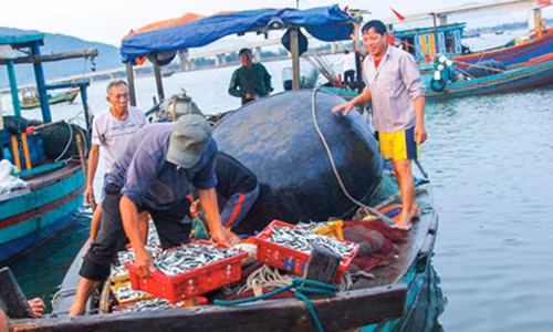 Ngư dân xã Cẩm Nhượng (Cẩm Xuyên) và Thạch Kim (Lộc Hà) bám biển, ra khơi. Ảnh: Minh Thùy.
