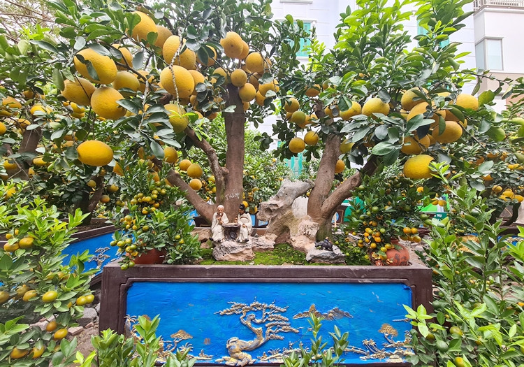Những cây bưởi cảnh "khủng" đầu tiên “xuống phố” Hà Nội phục vụ Tết Nguyên đán Tân Sửu 2021.