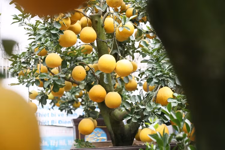 Chia sẻ với PV Kiến Thức, chủ nhà vườn Kim Thắng (Hoài Đức, Hà Nội) cho biết, so với mọi năm Tết này gia đình dự kiến đưa 100 gốc bưởi cảnh ra thị trường. Giá bưởi cảnh giao động khoảng 20-50 triệu đồng/cây, tùy từng loại.