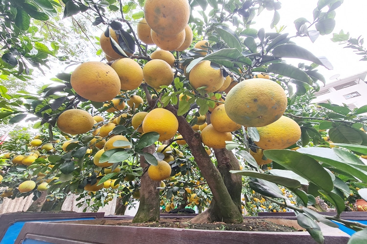 Chủ vườn Kim Thắng cho biết thêm: "Gia đình vận chuyển bưởi cảnh xuống phố từ vài tuần trước. Đến nay, vườn đã bán được 30 cây bưởi, chủ yếu là các cơ quan, doanh nghiệp đến mua để biếu tặng dịp Tết Tân Sửu".