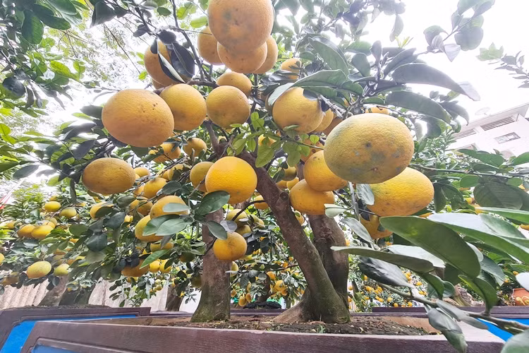 Chủ vườn Kim Thắng cho biết thêm: "Gia đình vận chuyển bưởi cảnh xuống phố từ vài tuần trước. Đến nay, vườn đã bán được 30 cây bưởi, chủ yếu là các cơ quan, doanh nghiệp đến mua để biếu tặng dịp Tết Tân Sửu".