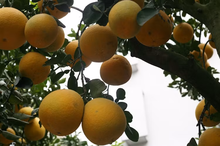 Những cây bưởi cảnh bày bán ở vỉa hè đường Lạc Long Quân đều sai trĩu quả.