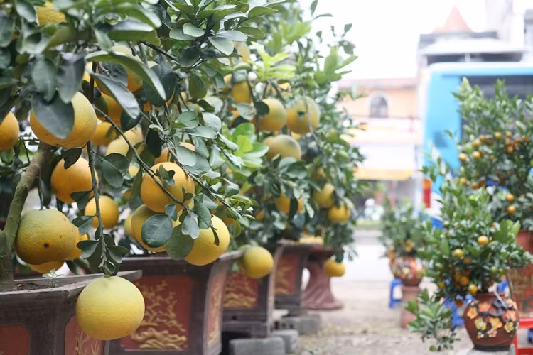 Đối với bưởi cảnh, phần quan trọng nhất là quả và lá cây, nếu quả chín vàng đều, lá xanh mượt sẽ là ưu thế. Ngoài ra, số lượng quả được ghép trên một cây cũng được căn cứ vào độ to, khoẻ của gốc.