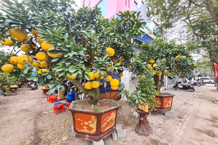 Những cây bưởi cảnh đầu tiên bày bán ở vỉa hè đường Lạc Long Quân.