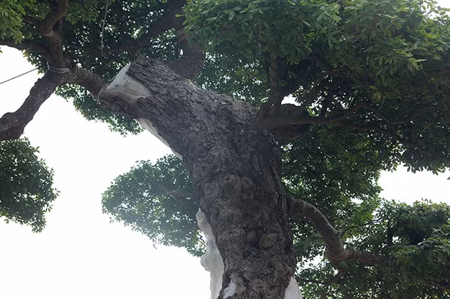 Doc dao cay me keo “Song nhu anh” co gia hon 5 ty-Hinh-3