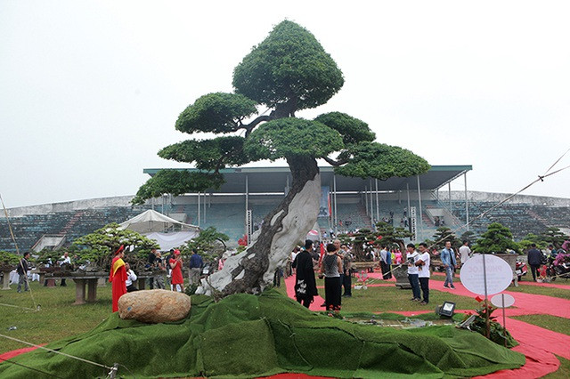 Doc dao cay me keo “Song nhu anh” co gia hon 5 ty