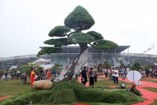 Doc dao cay me keo “Song nhu anh” co gia hon 5 ty