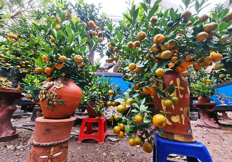 Bên cạnh sản phẩm “trâu cõng quất”, dòng sản phẩm quất bonsai đặt trên các loại bình cũng được bày bán nhộn nhịp..