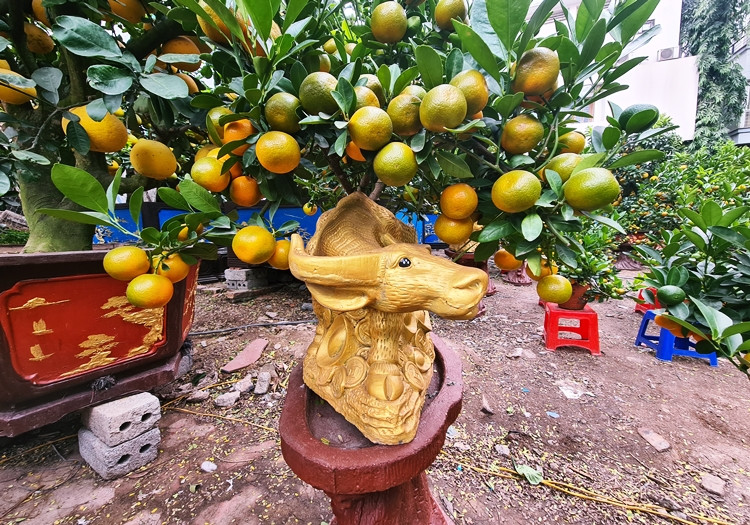 Thị trường cây cảnh Tết năm nay thêm nét độc đáo là các nhà vườn sáng tạo ra dòng sản phẩm quất bonsai trên lưng trâu.