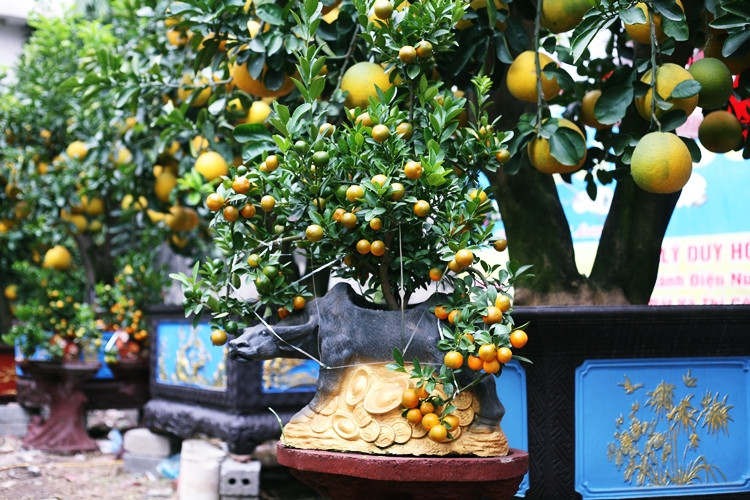 Năm 2021 là năm Tân Sửu, vì vậy quất bonsai được trâu cõng đang tạo nên sức hút cho nhiều người.