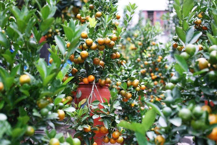 Nhiều bình quất bonsai được bày bán quả đã chín mọng.