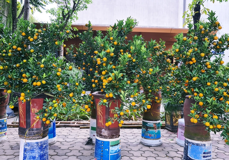 Những bình quất bonsai lần lượt xuống phố phục vụ nhu cầu chơi Tết của người dân.