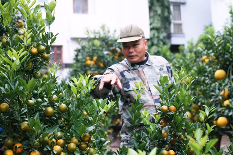 Một chủ vườn giới thiệu tỉ mỉ và tư vấn cho khách hàng khi có nhu cầu mua quất.