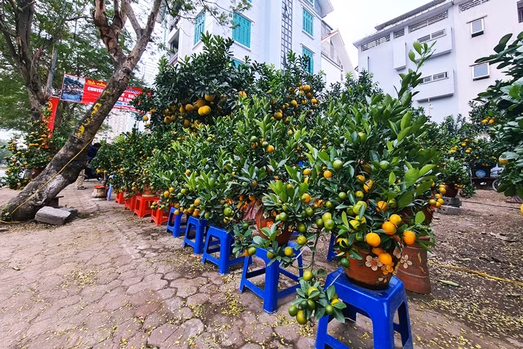 Những ngày này, dọc vỉa hè tuyến đường Lạc Long Quân (quận Tây Hồ, Hà Nội) nhiều nhà vườn đã bắt đầu bày bán các loại cây cảnh như: Đào, quất, bưởi,… để phục vụ nhu cầu chơi Tết Nguyên đán Tân Sửu 2021 của người dân.