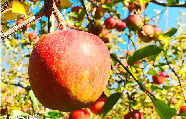 Táo mật VIP được trồng bằng phương pháp hữu cơ. Khi cây táo kết trái xanh, nông dân tỉa bớt quả và chỉ để lại mỗi cành một quả duy nhất. Mục đích để chất dinh dưỡng được tập trung cao nhất, sau đó bọc giấy tránh côn trùng.