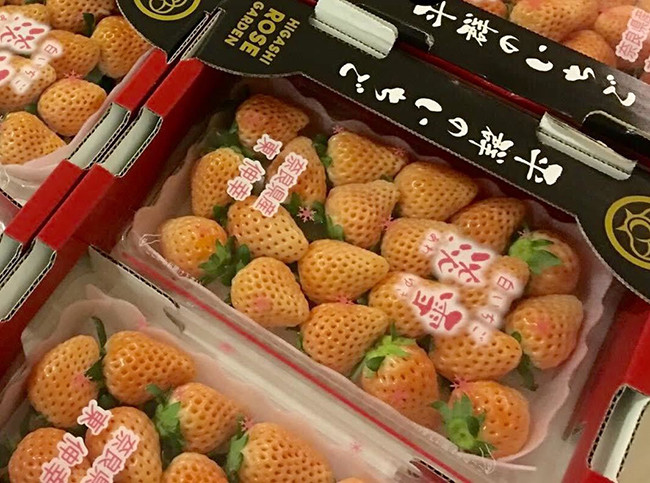 Khi nhập về Việt Nam loại quả này trở thành hàng hot khiến giới nhà giàu tranh nhau đặt mua mặc dù giá bán lên tới gần 2 triệu đồng/kg.