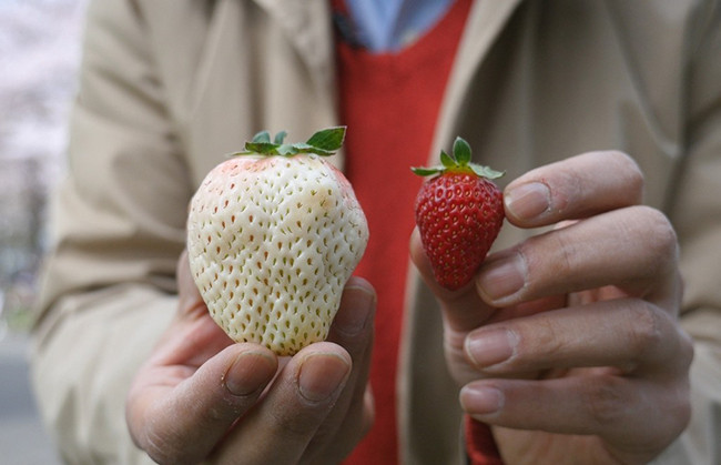 Điều đặc biệt là loại dâu này ăn có vị ngọt, mùi thơm như dứa.