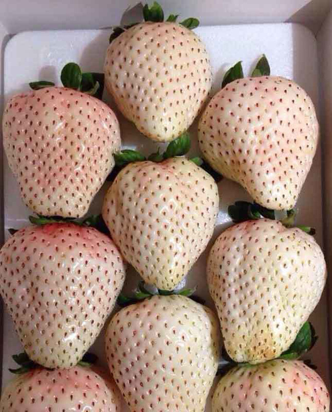 Dâu bạch tuyết của Nhật Bản được mệnh danh là loại dâu tây hiếm và đắt nhất thế giới.