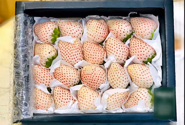 Quả dâu tây căng mọng, vỏ ngoài trắng đúng như tên gọi.