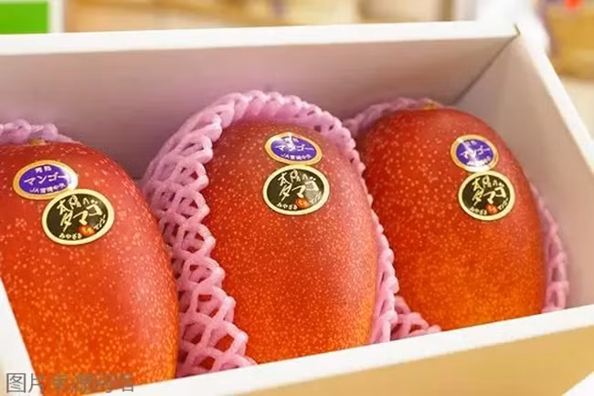 Loại xoài này thường được bán theo quả, tùy trọng lượng, mỗi quả nặng 400-500gr được bán với giá gần 2 triệu đồng.