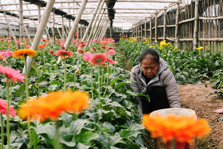 Nếu là dịp Tết, một bó hoa đồng tiền sẽ được nông dân tại đây bán với giá khoảng 200 nghìn đồng/bó/20 bông.